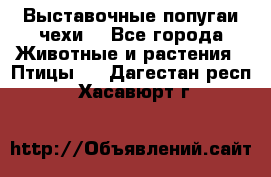 Выставочные попугаи чехи  - Все города Животные и растения » Птицы   . Дагестан респ.,Хасавюрт г.